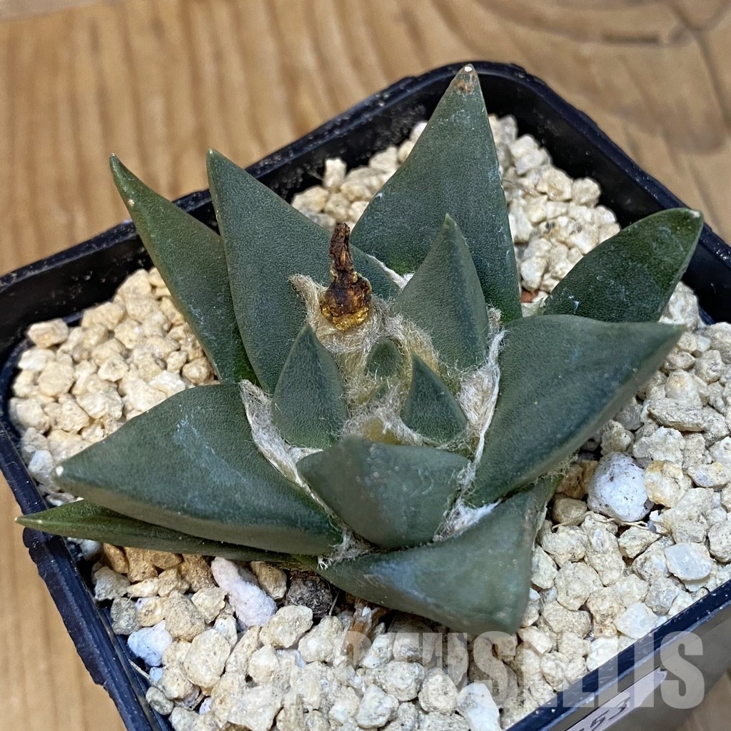 SH29353 Ariocarpus trigonus hybrid, own roots seedling