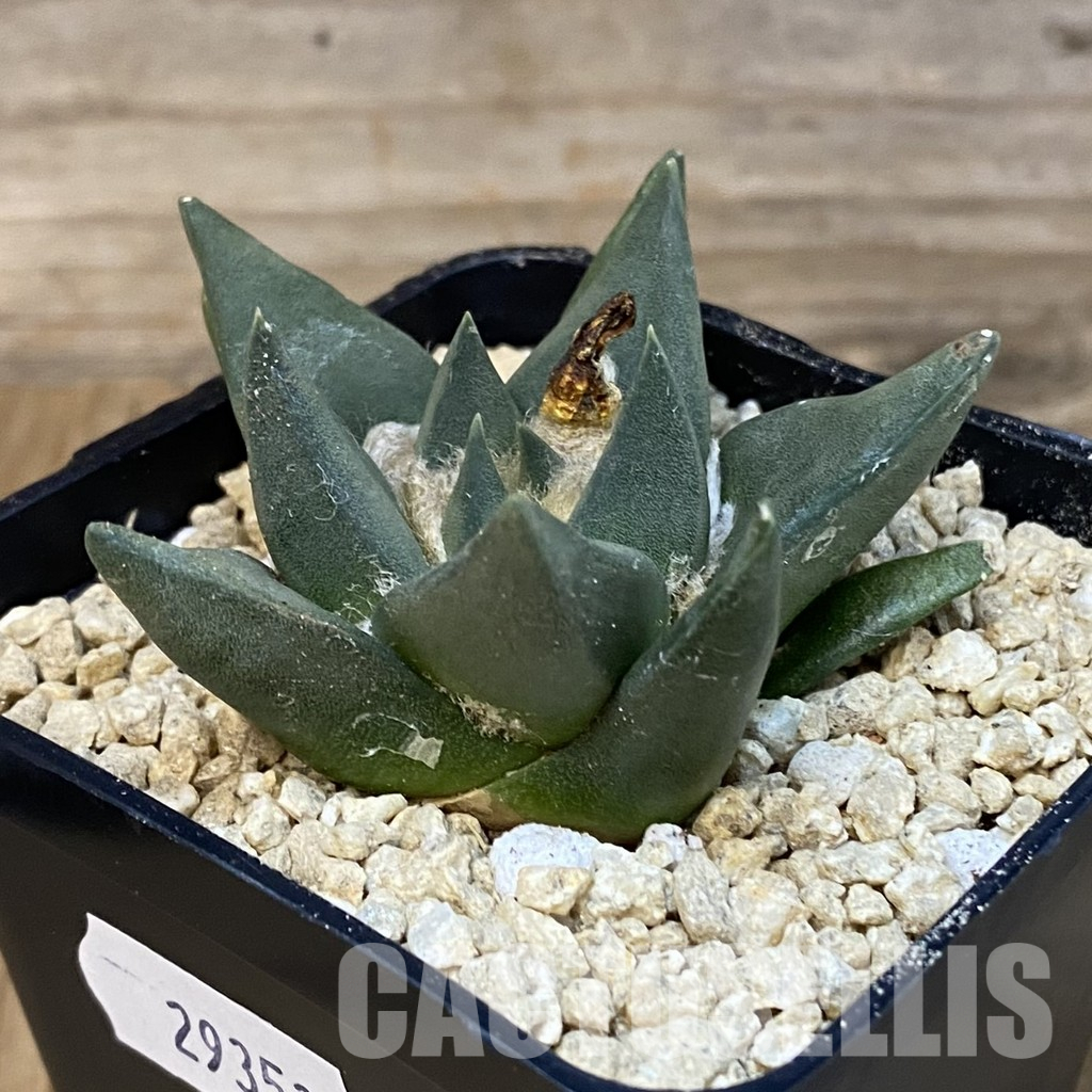 SH29353 Ariocarpus trigonus hybrid, own roots seedling - Image 2