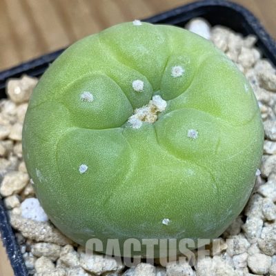 SH29358 Anhalonium frichii v. albiflora