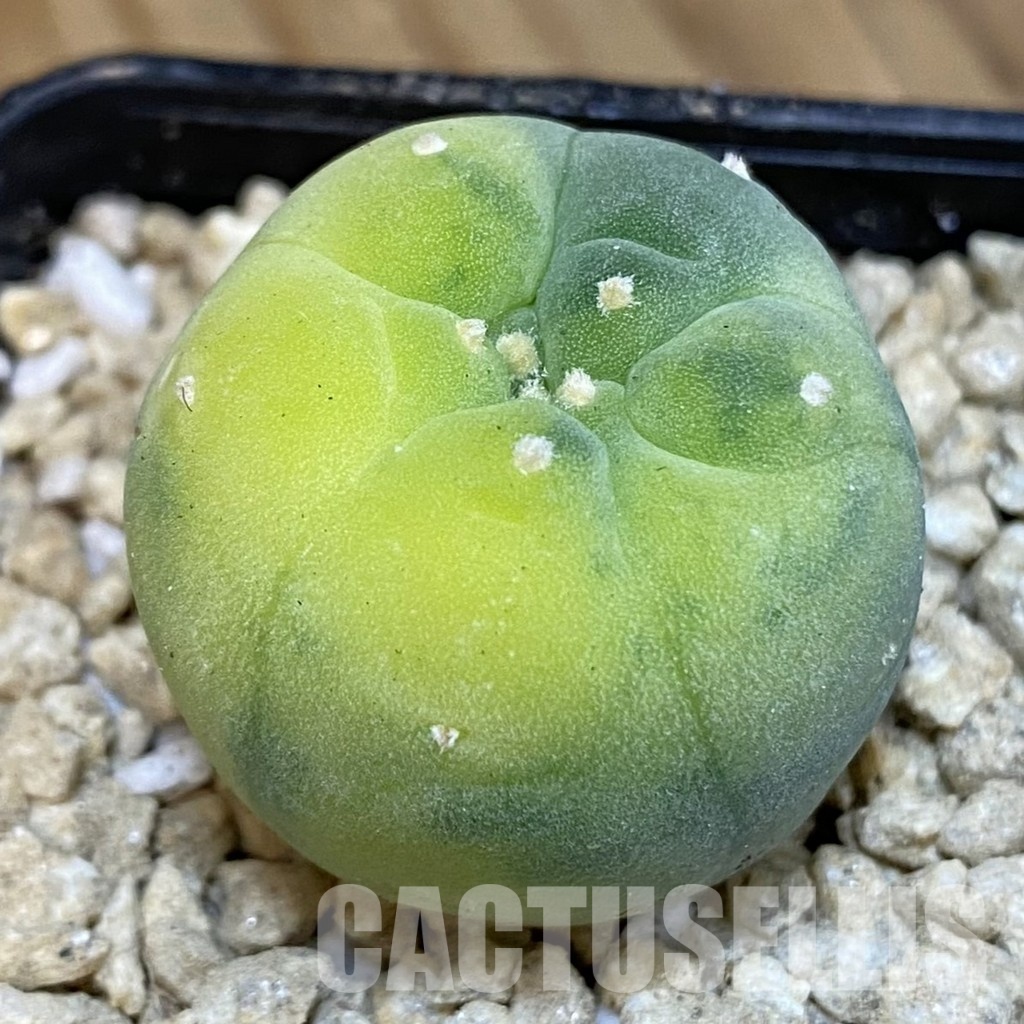 SH29362 Anhalonium frichii f. variegata