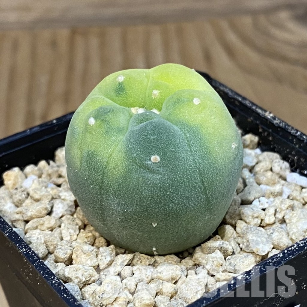 SH29362 Anhalonium frichii f. variegata - Image 2