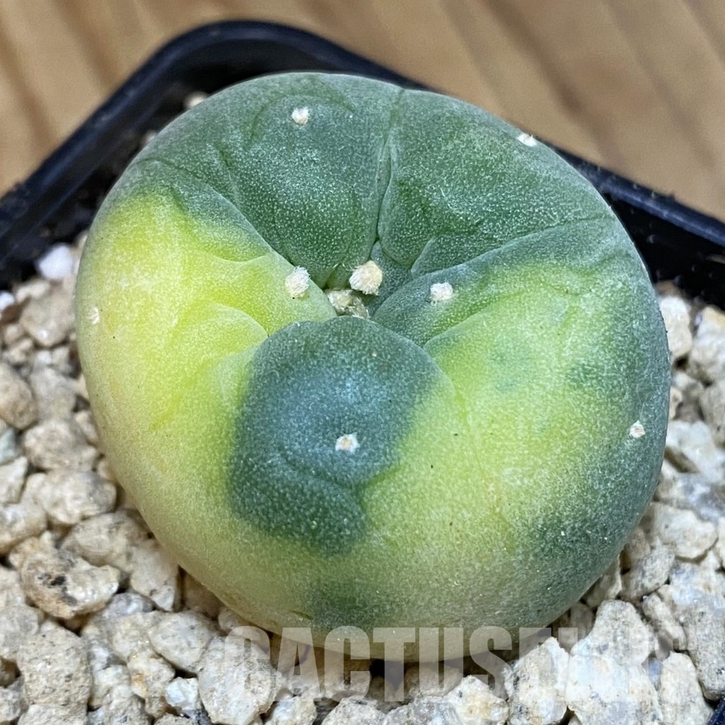 SH29363 Anhalonium frichii f. variegata
