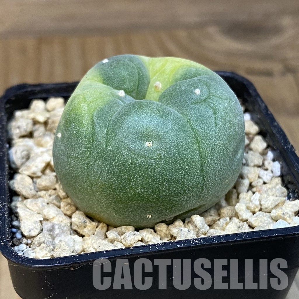 SH29363 Anhalonium frichii f. variegata - Image 2