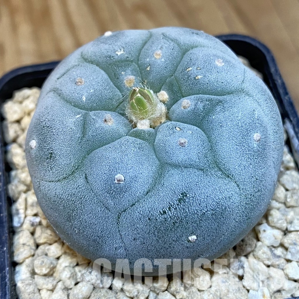 SH29368 Anhalonium frichii ‘Yatagai’