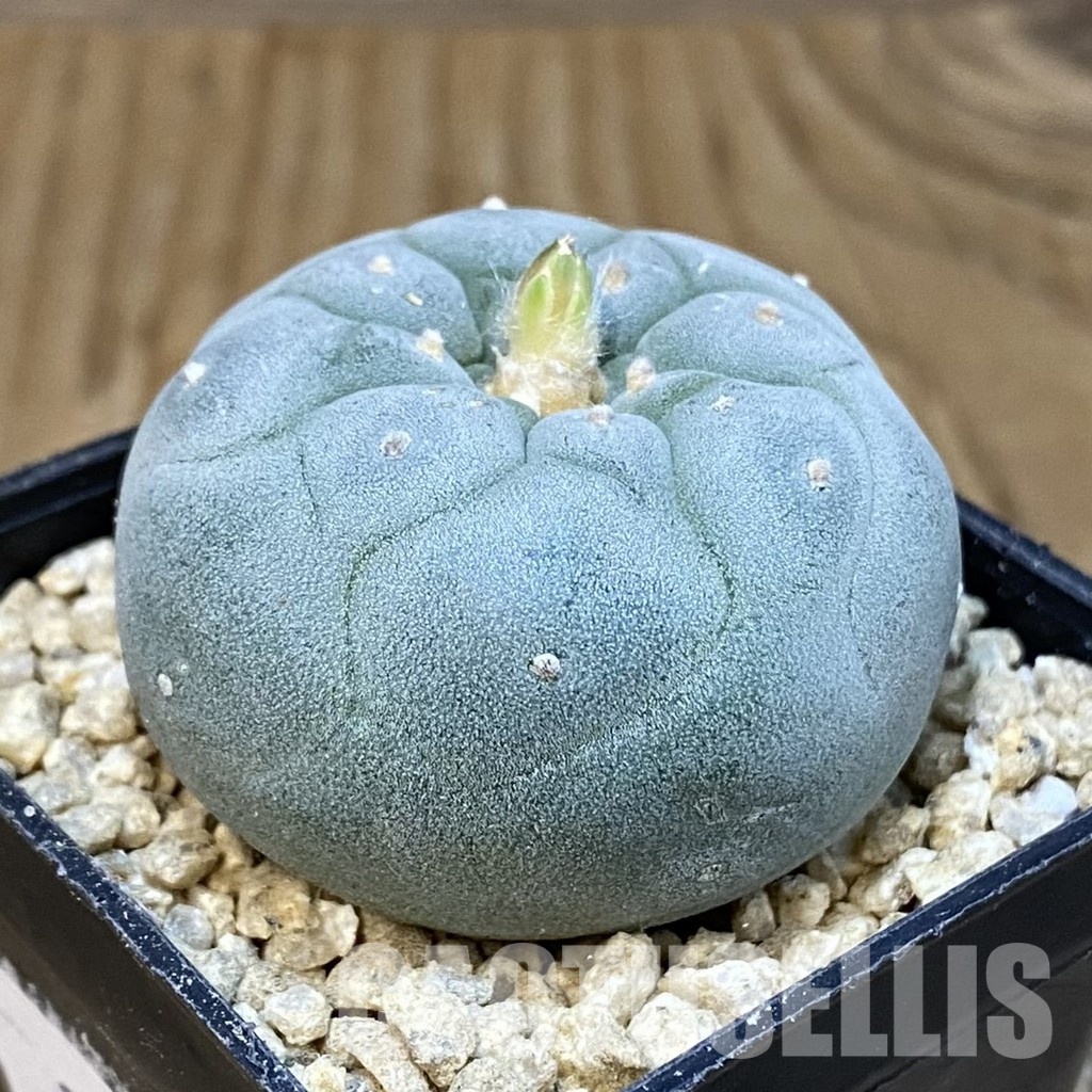 SH29368 Anhalonium frichii ‘Yatagai’ - Image 2