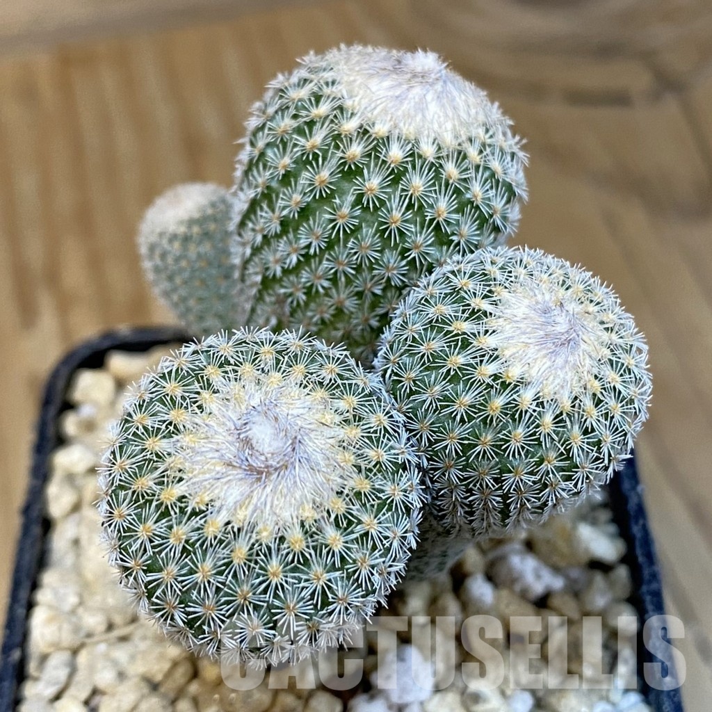 SH29370 Epithelantha micromeris v. polycephala