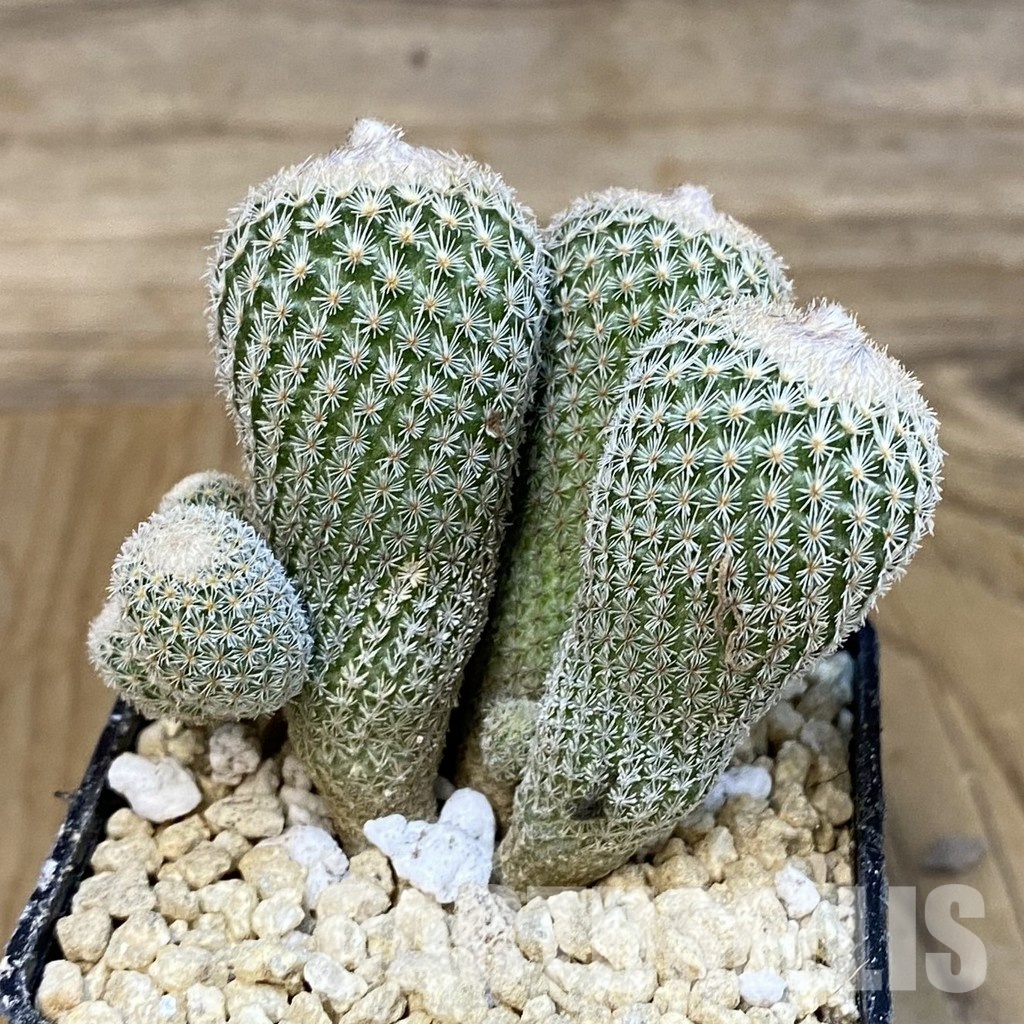 SH29370 Epithelantha micromeris v. polycephala - Image 2