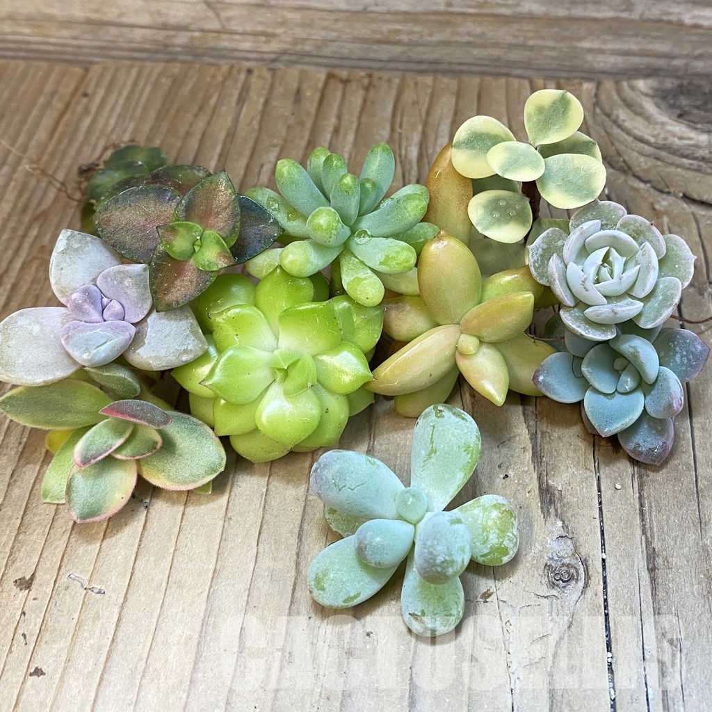 SH29407 Succulents mix, cuted