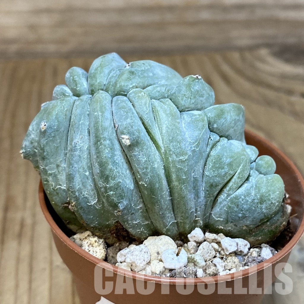 SH29320 Myrtillocactus geometrizans f. cristata - Image 2