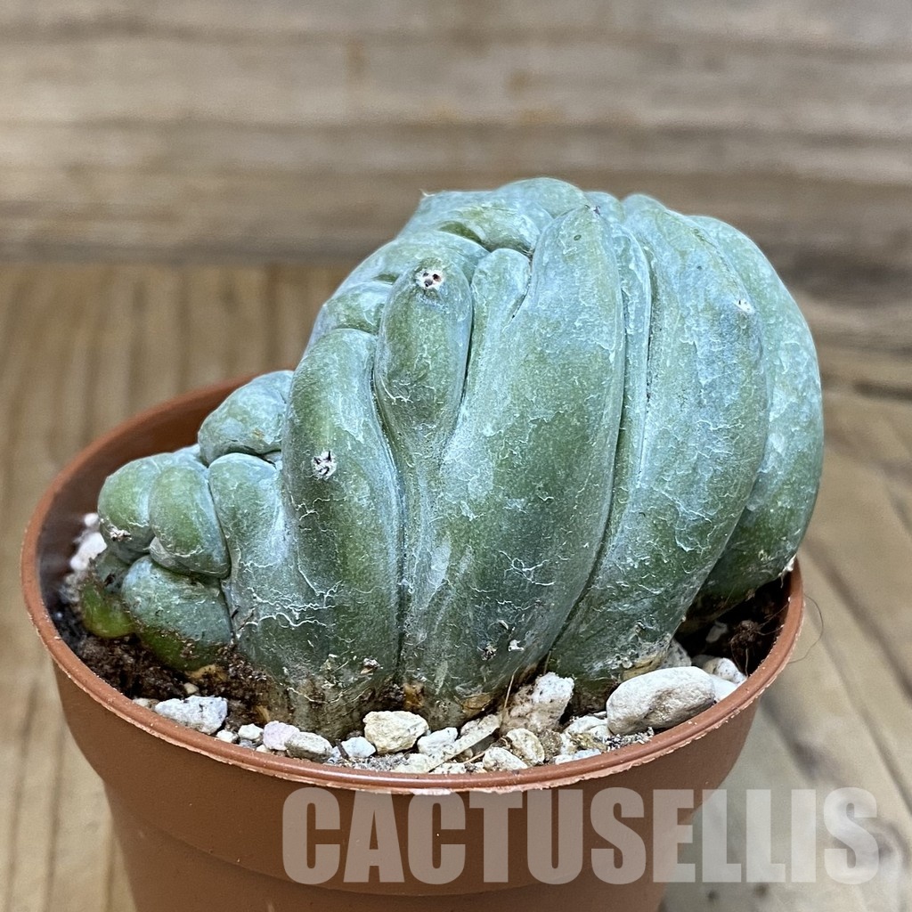 SH29320 Myrtillocactus geometrizans f. cristata - Image 3