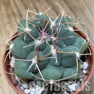 SH29308 Thelocactus hexaedrophorus