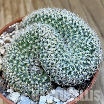 SH29323 Mammillaria perbella f. cristata