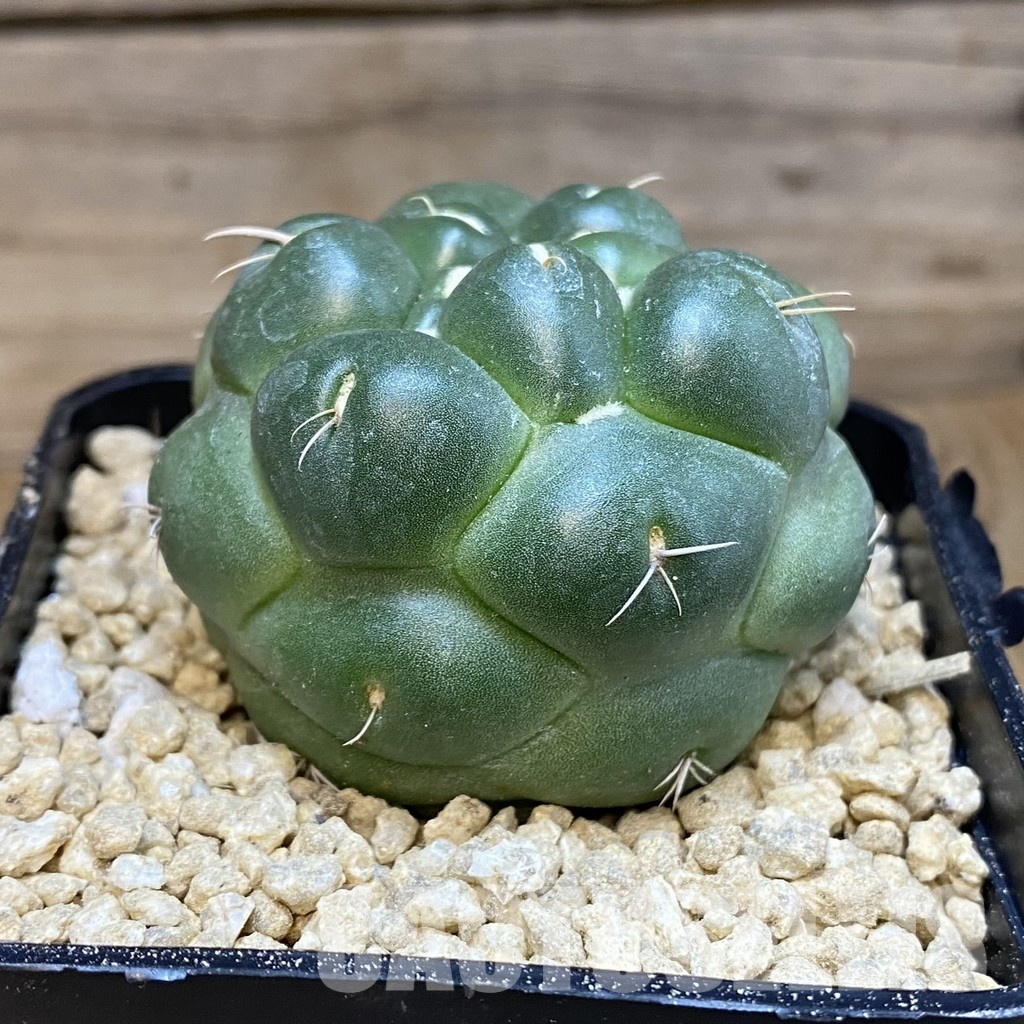 SH29328 Coryphantha elephantidens 'inermis' - Image 2
