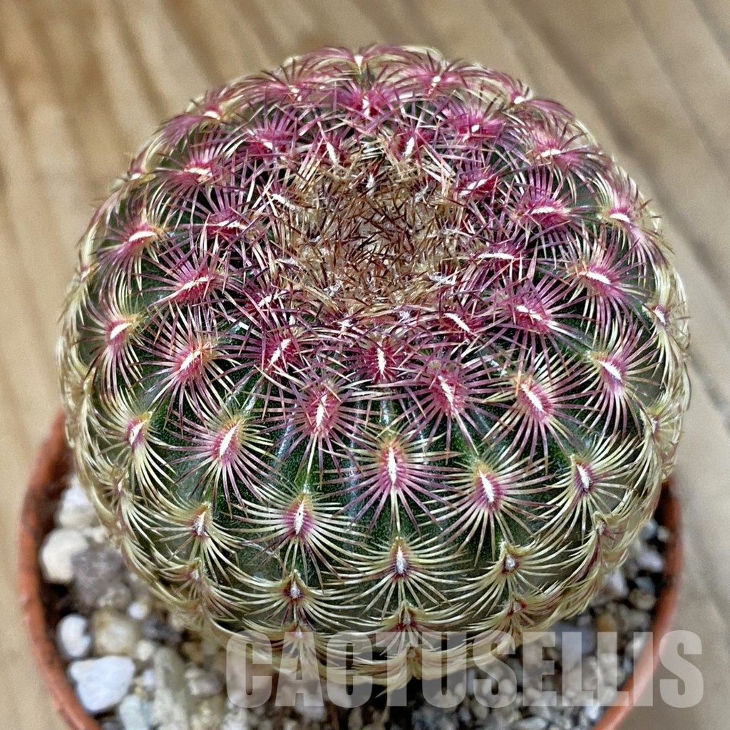 SH29309 Echinocereus rigidissimus v. rubispinus