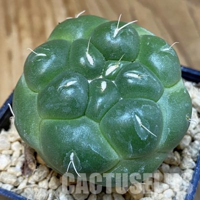 SH29332 Coryphantha elephantidens ‘inermis’
