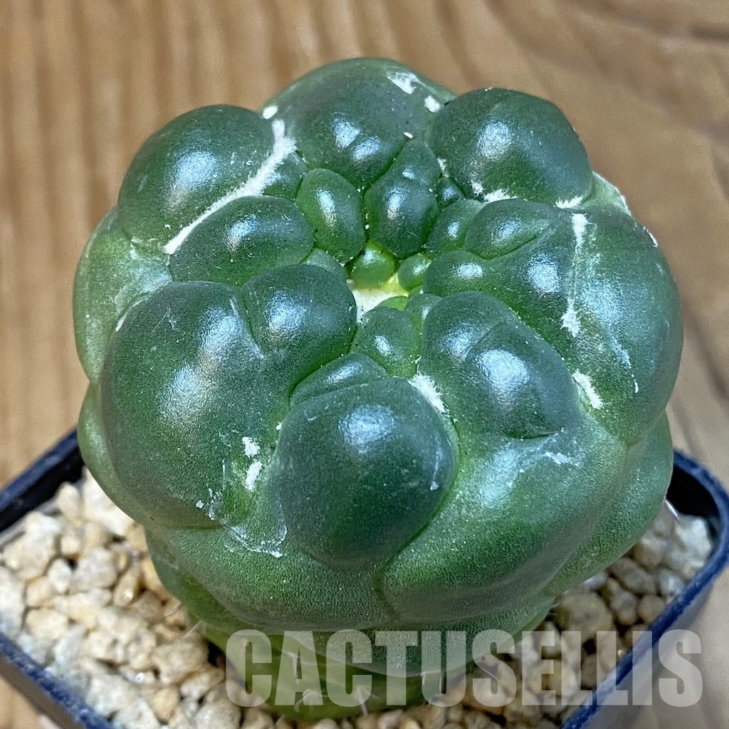 SH29334 Coryphantha elephantidens ‘inermis’ 'Pink Flower’