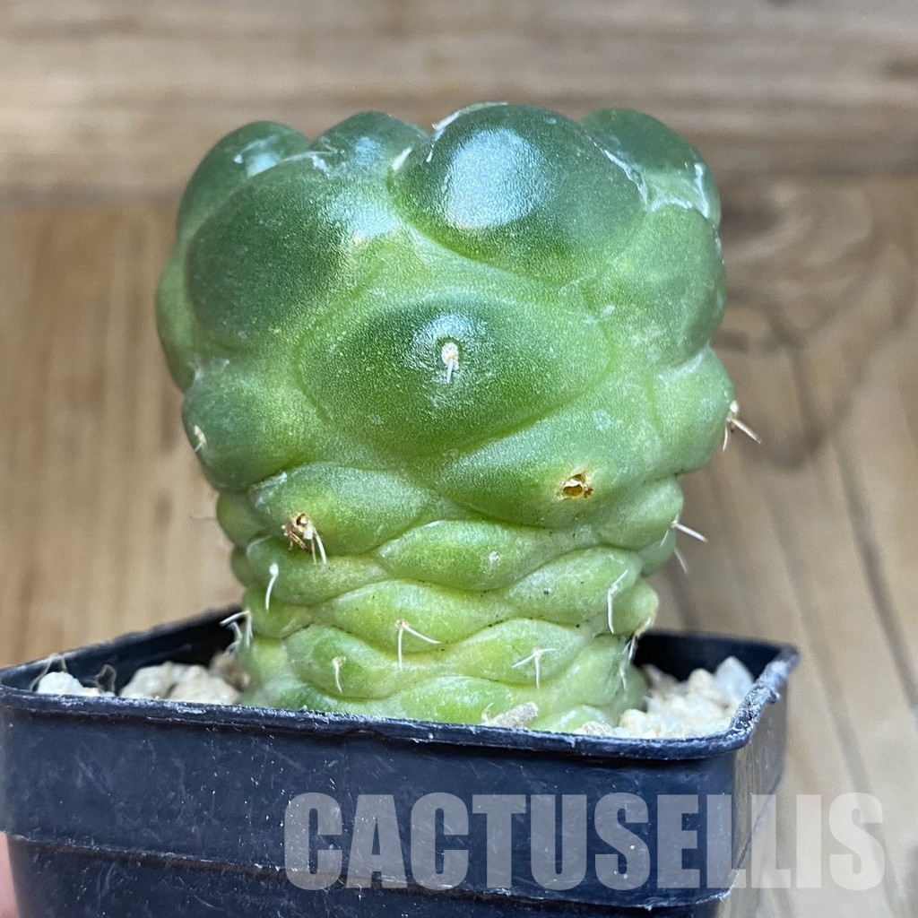 SH29334 Coryphantha elephantidens ‘inermis’ 'Pink Flower’ - Image 2