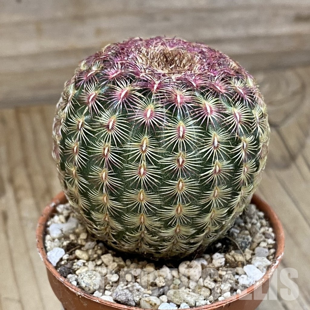 SH29309 Echinocereus rigidissimus v. rubispinus - Image 2
