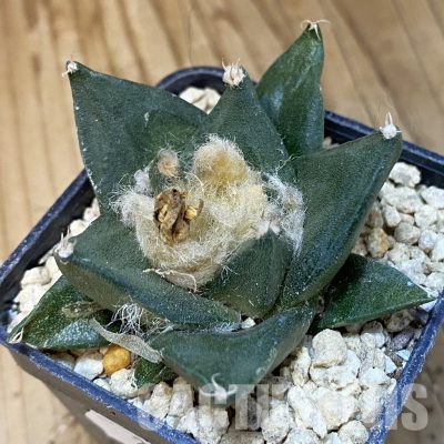 SH29512 Ariocarpus trigonus hybrid, own roots seedling