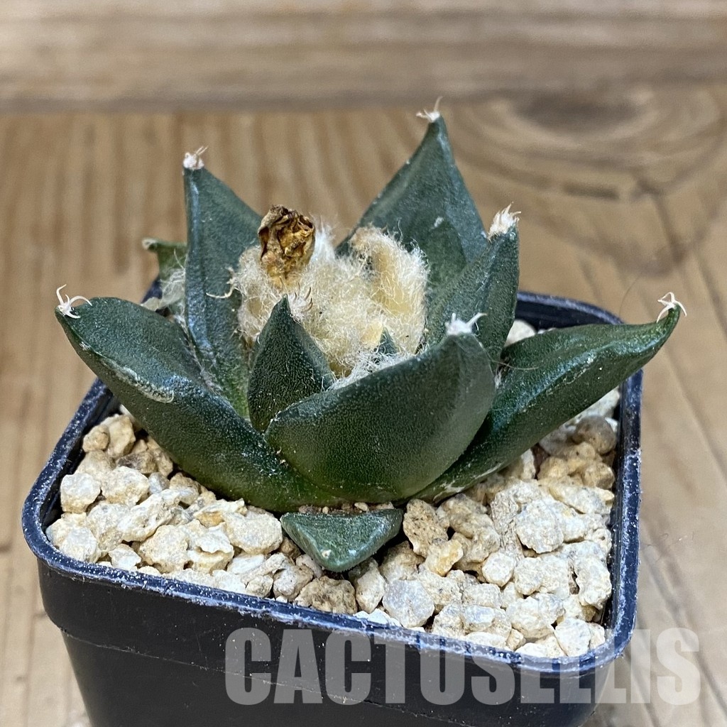 SH29512 Ariocarpus trigonus hybrid, own roots seedling - Image 2