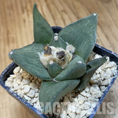 SH29513 Ariocarpus trigonus hybrid, own roots seedling