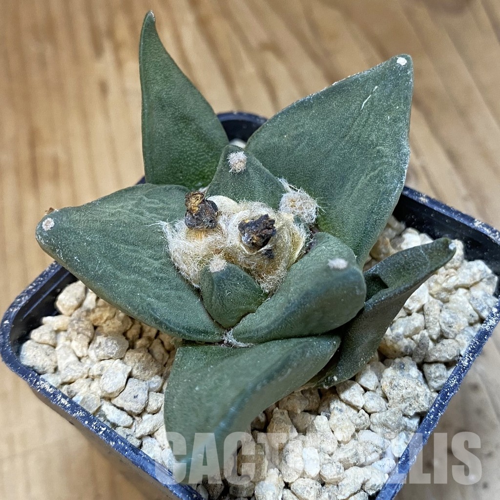 SH29513 Ariocarpus trigonus hybrid, own roots seedling