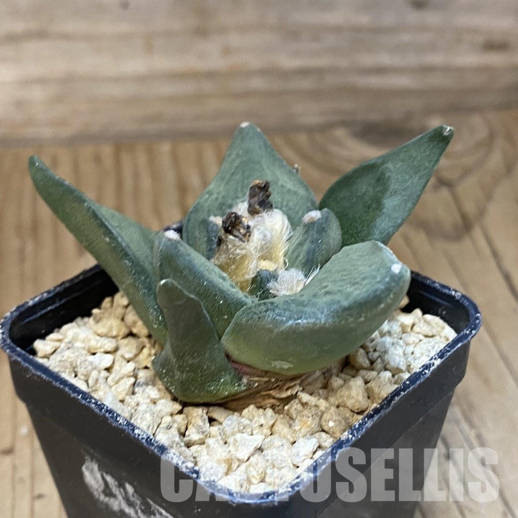 SH29513 Ariocarpus trigonus hybrid, own roots seedling - Image 2