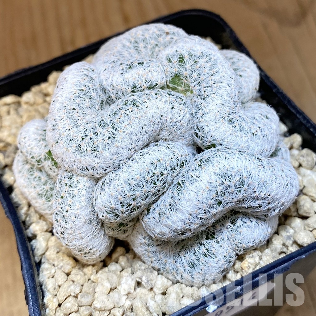 SH29514 Mammillaria herrerae f. cristata