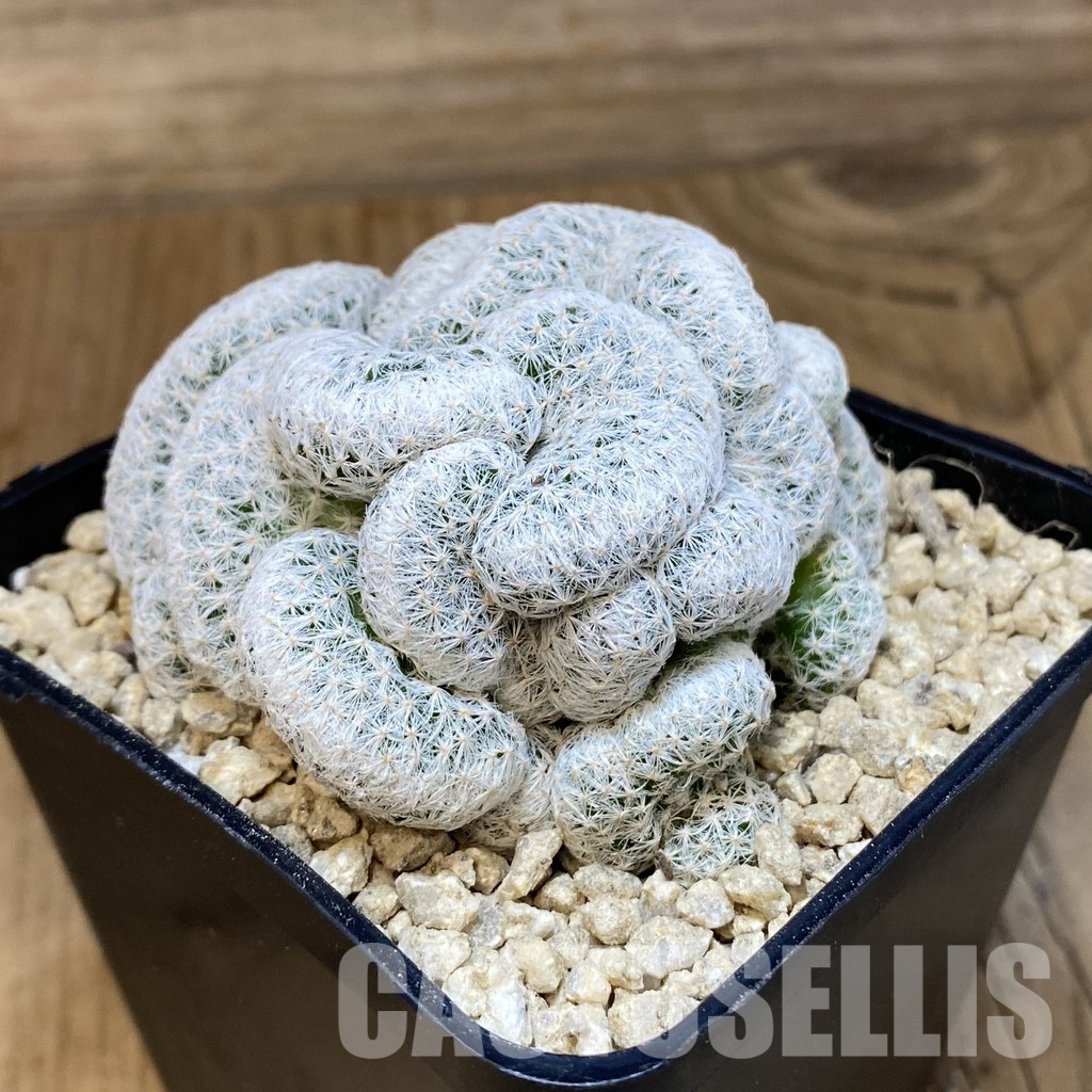 SH29514 Mammillaria herrerae f. cristata - Image 2