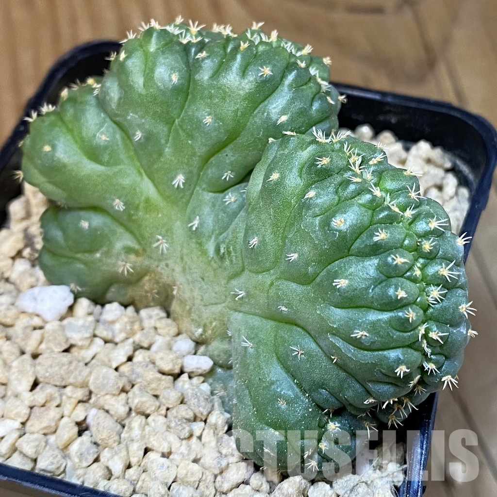 SH29517 Coryphantha bumamma f. cristata