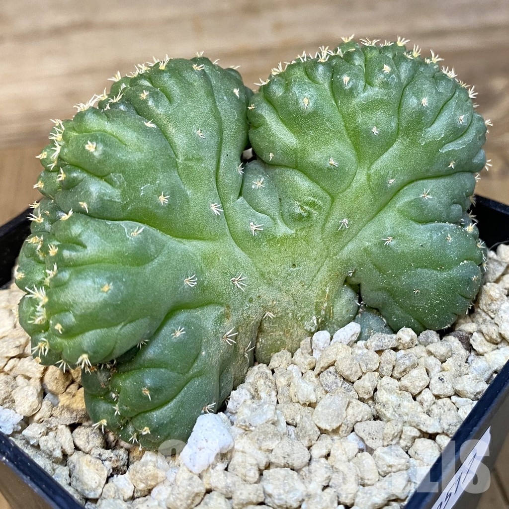 SH29517 Coryphantha bumamma f. cristata - Image 2