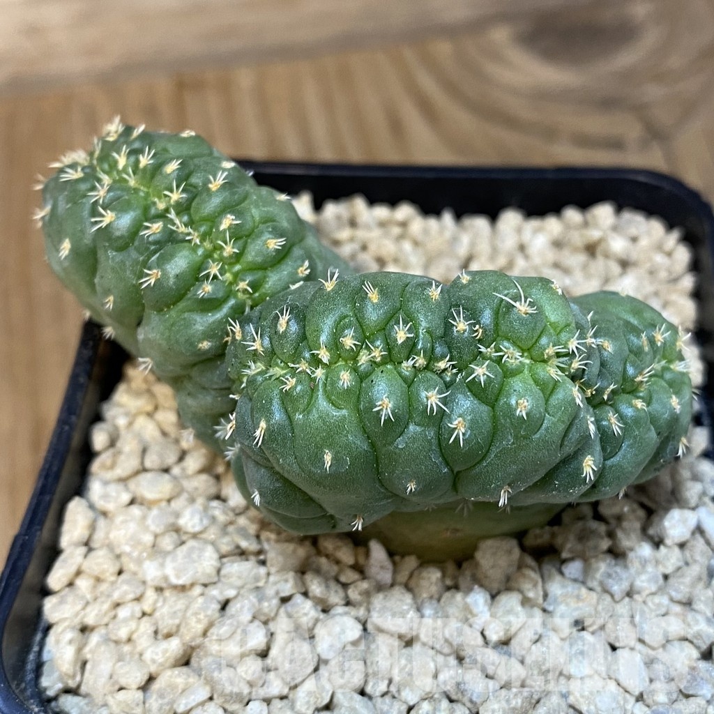 SH29517 Coryphantha bumamma f. cristata - Image 3