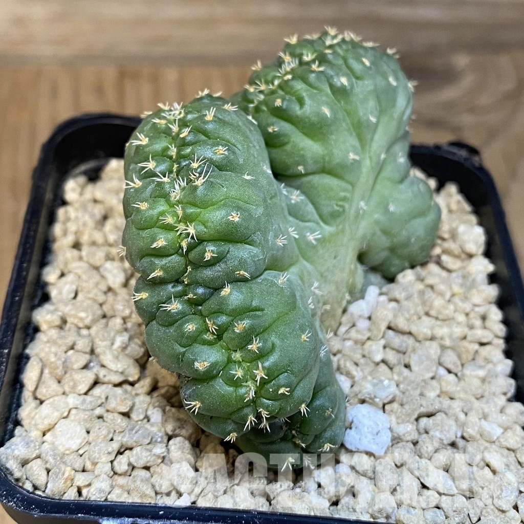 SH29517 Coryphantha bumamma f. cristata - Image 4