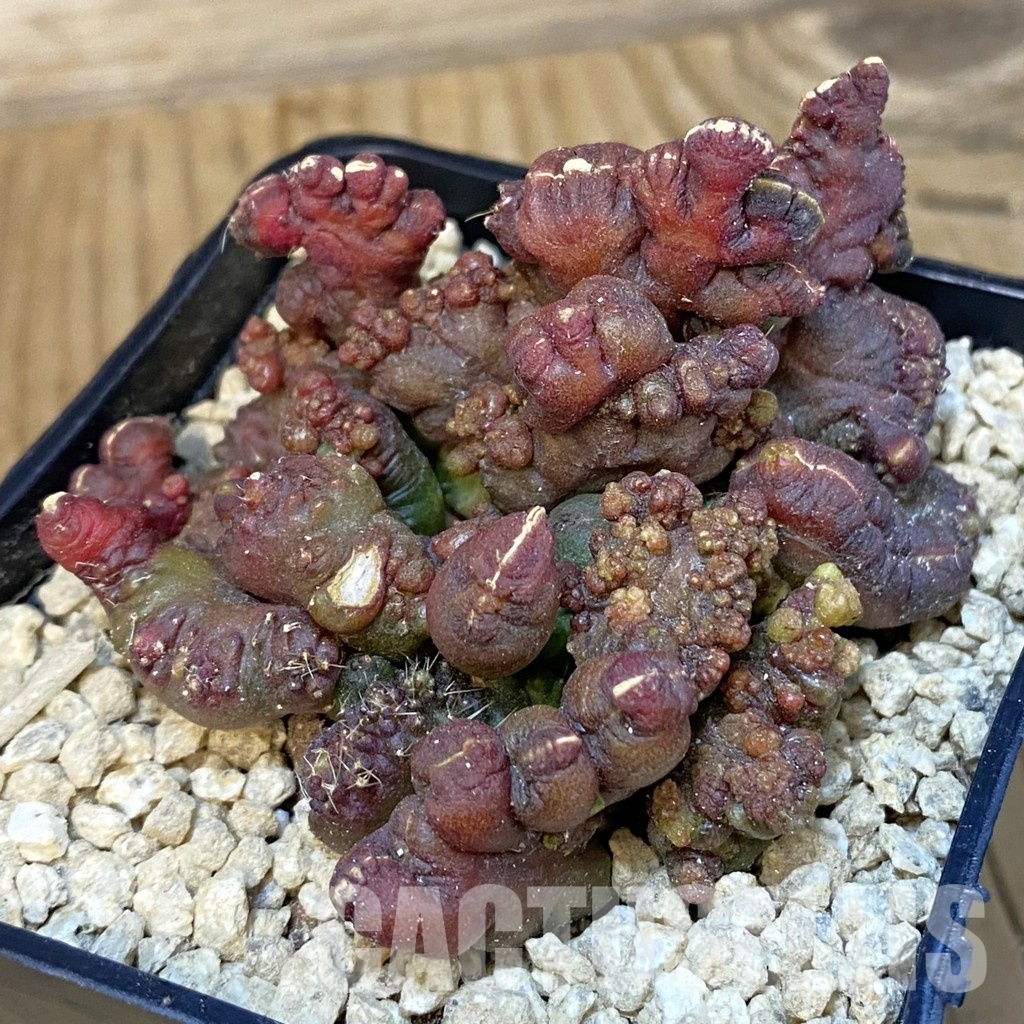 SH29519 Echinopsis ‘Chocolate’ f. monstrosa