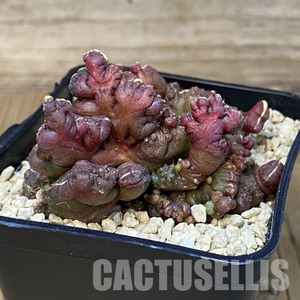 SH29519 Echinopsis ‘Chocolate’ f. monstrosa - Image 2