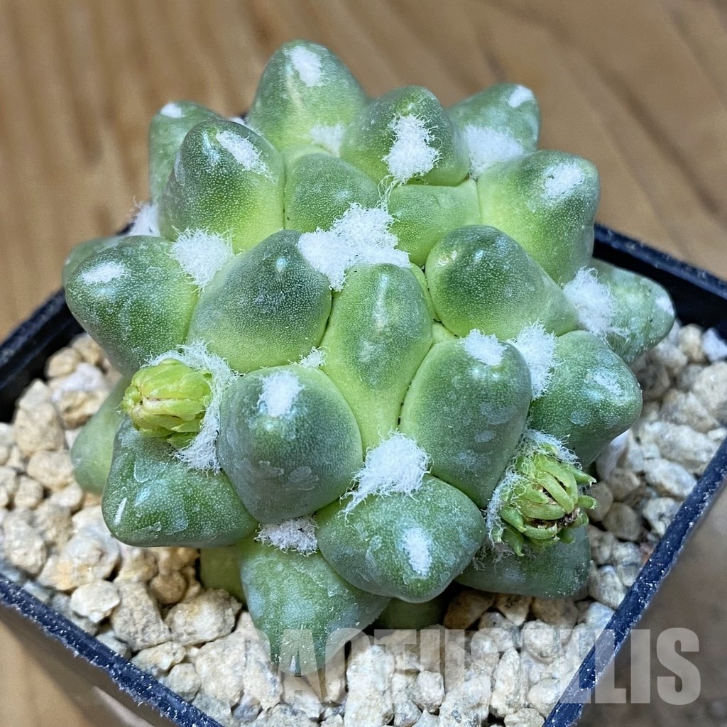 SH29521 Mammillaria polythele f. monstrosa