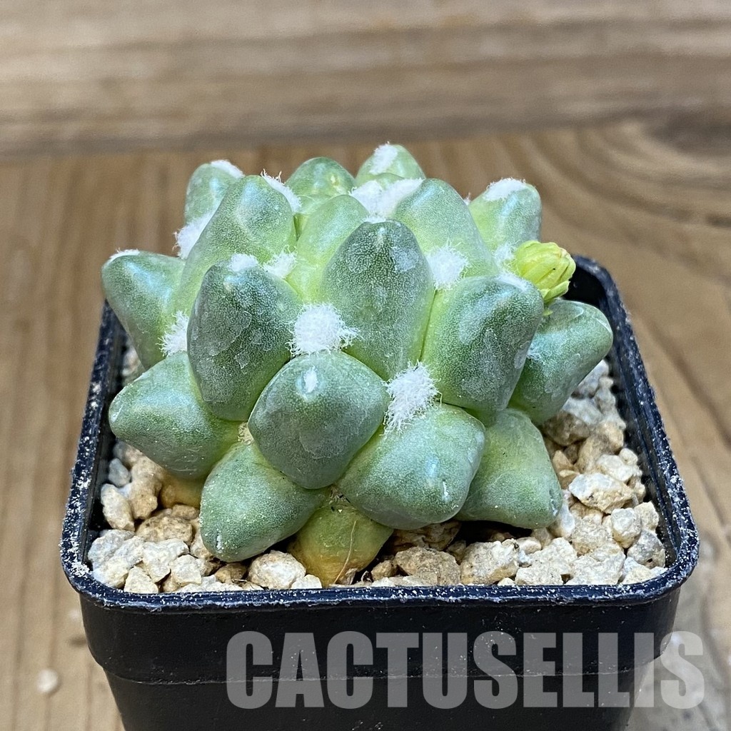 SH29521 Mammillaria polythele f. monstrosa - Image 2