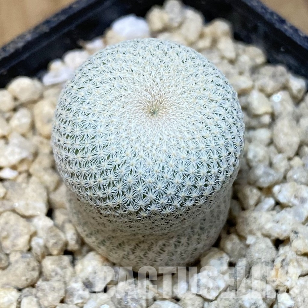 SH29523 Epithelantha bokei
