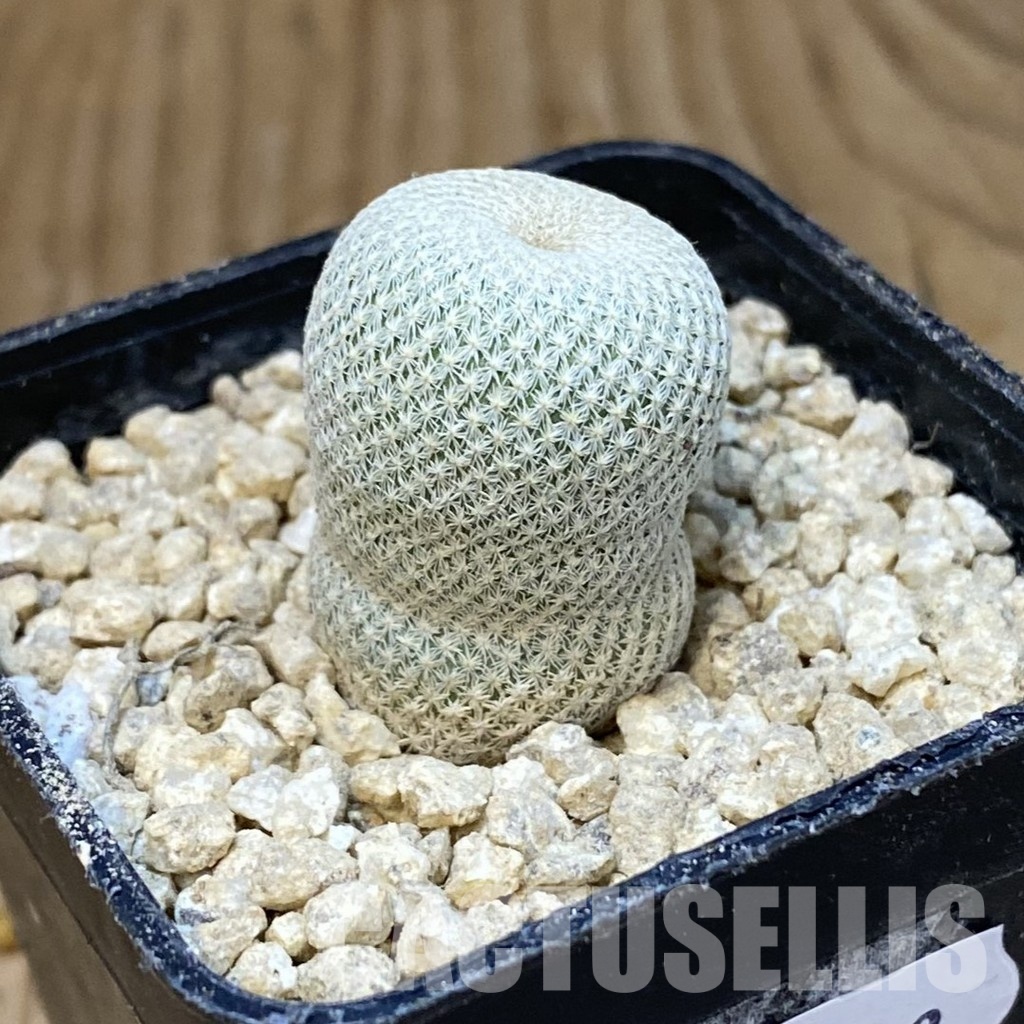 SH29523 Epithelantha bokei - Image 2
