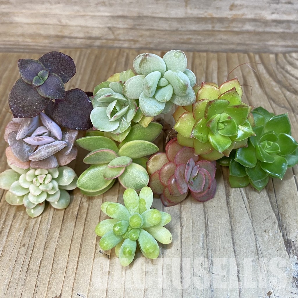 SH29525 Succulents mix, cuted