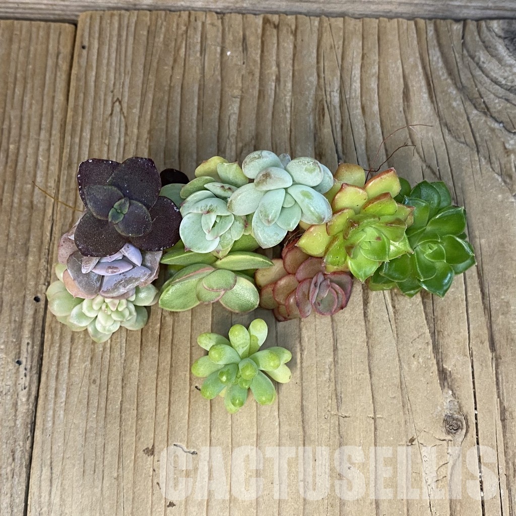 SH29525 Succulents mix, cuted - Image 2