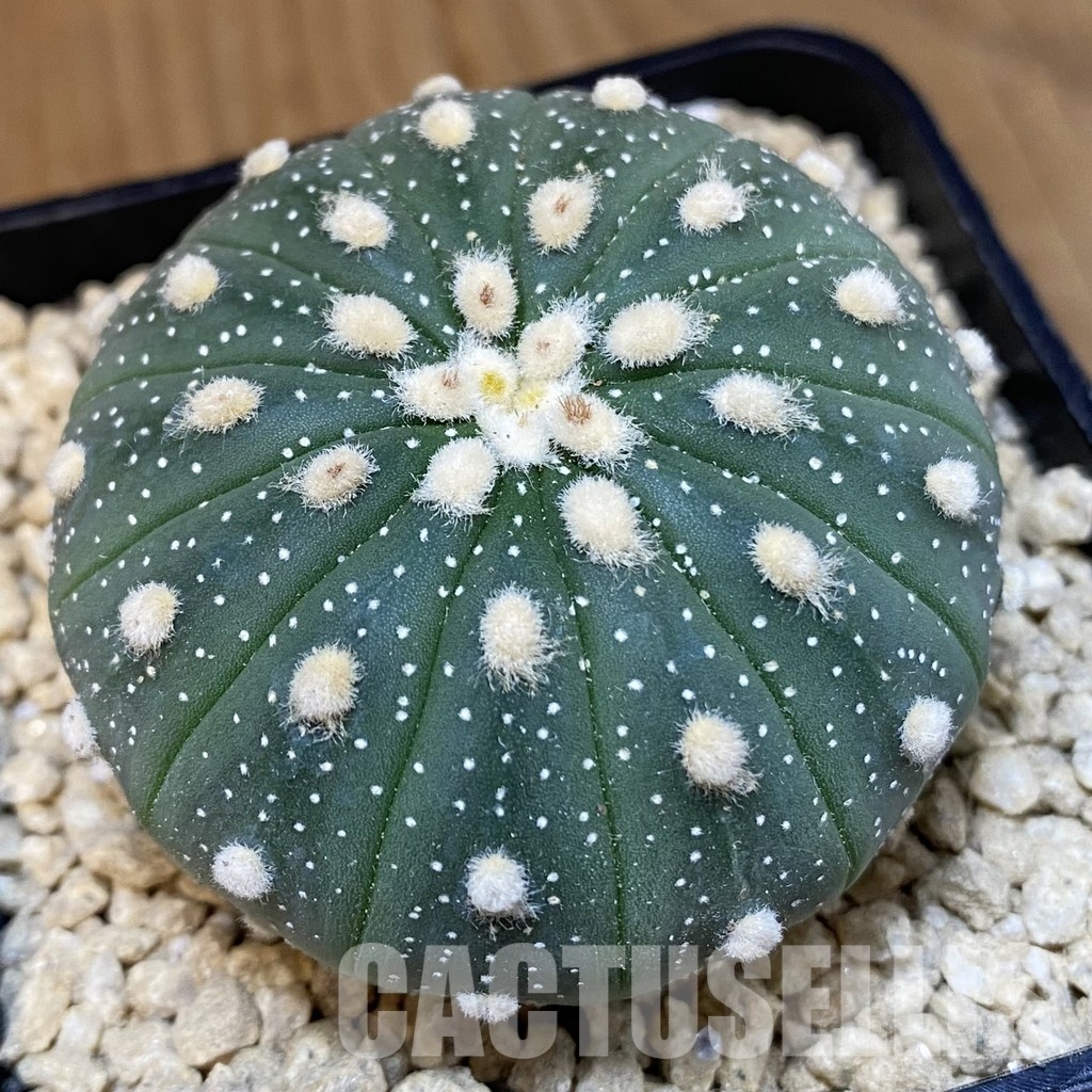 SH29476 Astrophytum asterias f. multicostatum