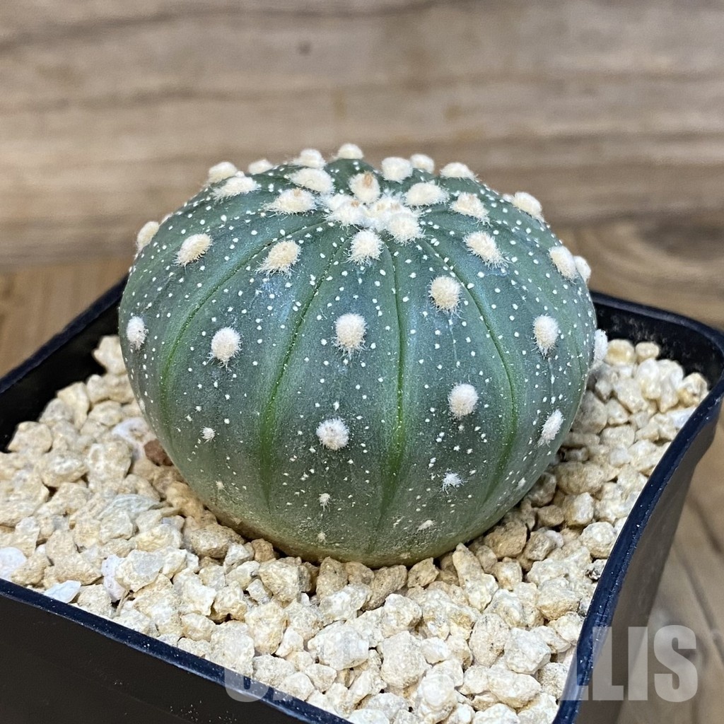 SH29476 Astrophytum asterias f. multicostatum - Image 2