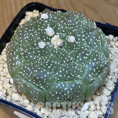 SH29477 Astrophytum asterias ‘Kikko’