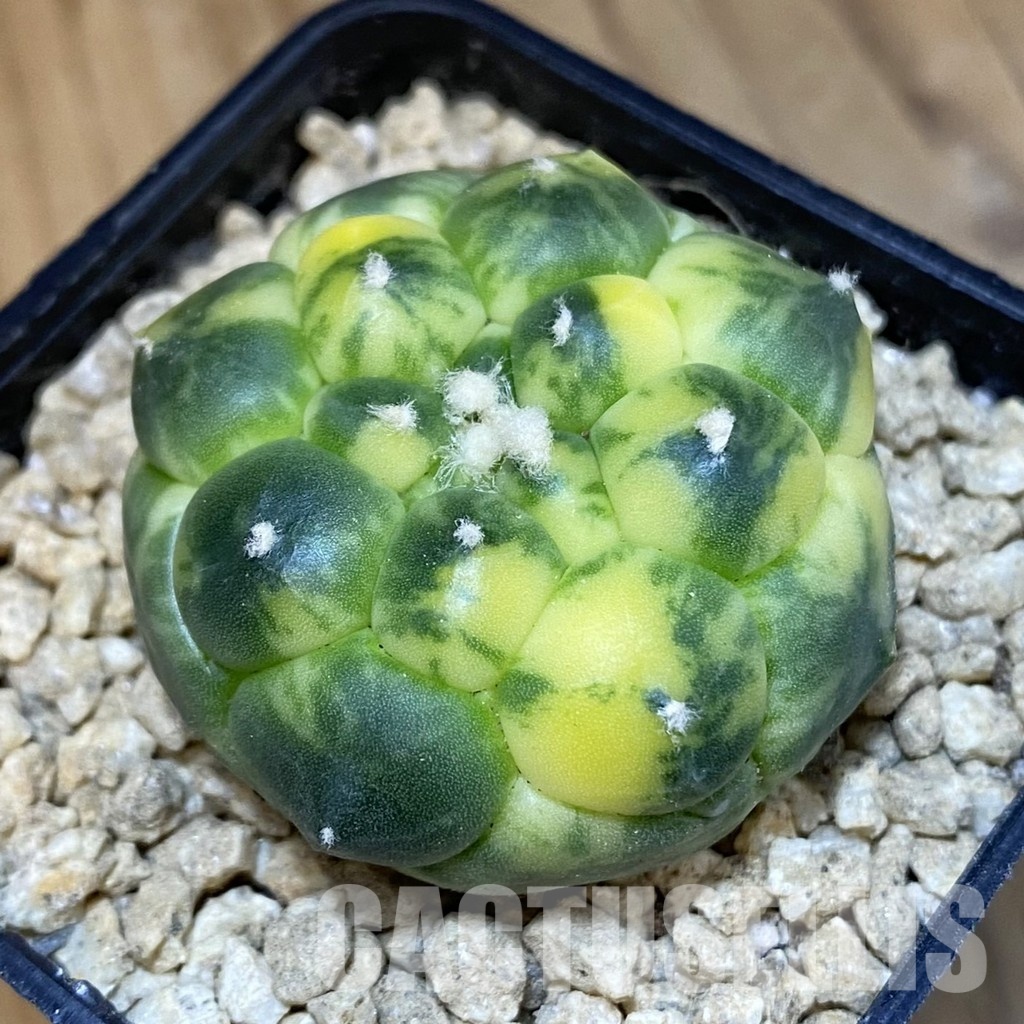 SH29480 Astrophytum asterias ‘Kikko’ f. variegata