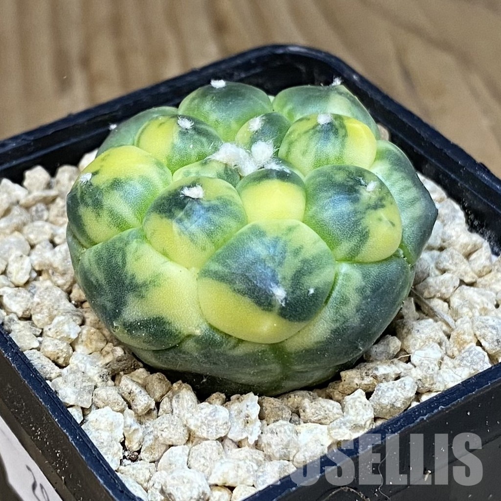 SH29480 Astrophytum asterias ‘Kikko’ f. variegata - Image 2