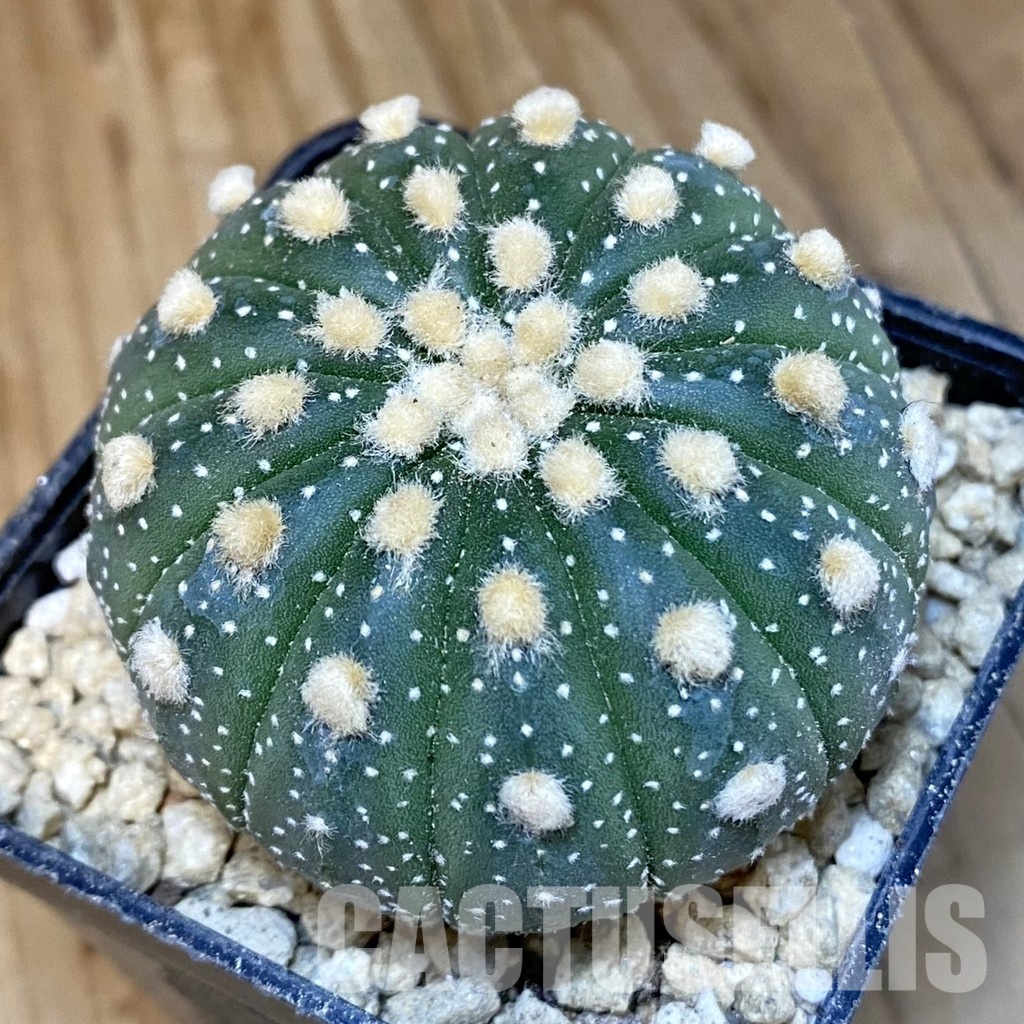 SH29482 Astrophytum asterias f. multicostatum