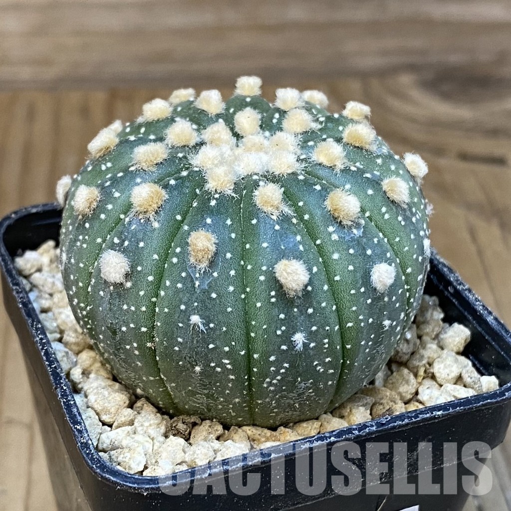 SH29482 Astrophytum asterias f. multicostatum - Image 2