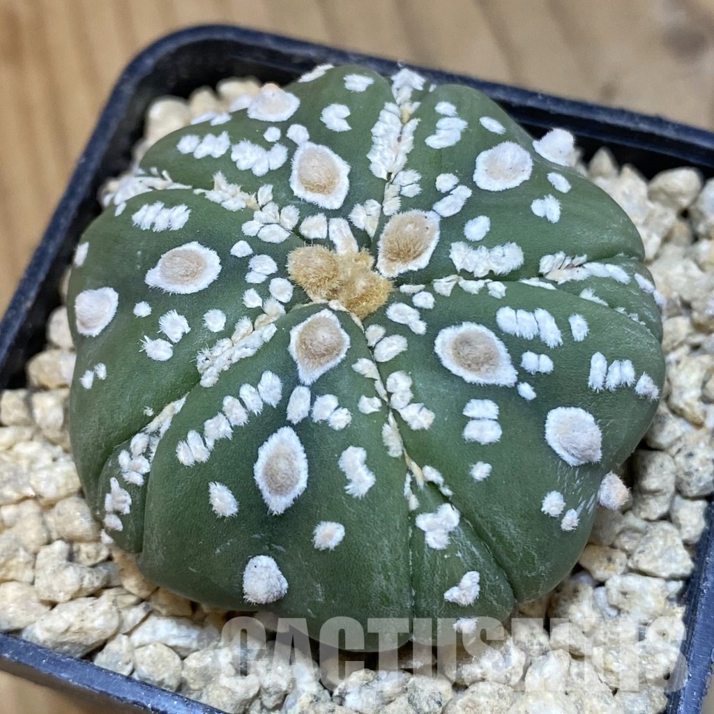 SH29483 Astrophytum asterias ‘Kikko’ V-type, 5-ribs