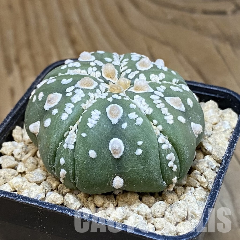 SH29483 Astrophytum asterias ‘Kikko’ V-type, 5-ribs - Image 2